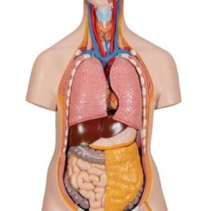 Modelo anatomía humana torso